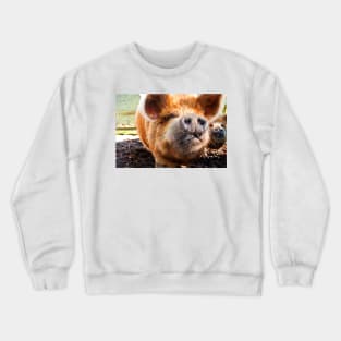 New Zealand Kunekune Pig Crewneck Sweatshirt